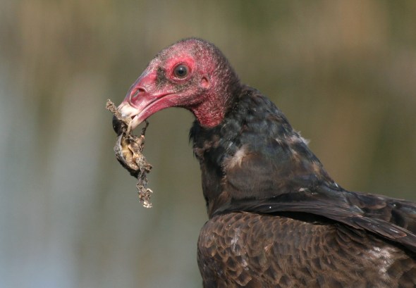 Turkey Vulture, first year bird (UCI Marsh, March)