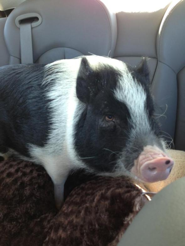 21169_375804029207062_1452133213_n