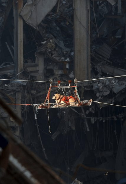 Another rescue dog perseveres among dangerous conditions