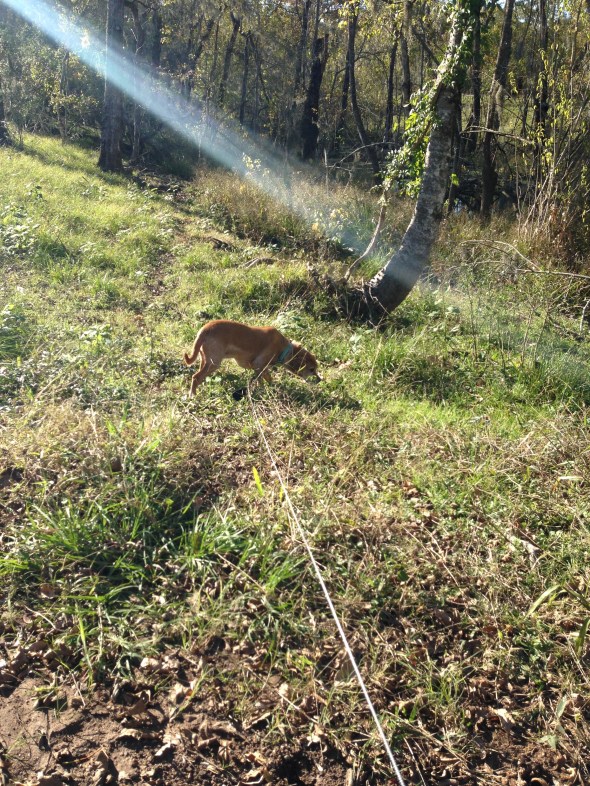 The not-so-lazy guy exploring the bayou behind our house last year